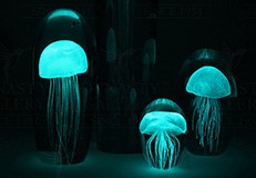 Glow in the Dark