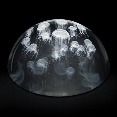 Crystal Dome - Sea Nettle Jellyfish