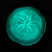 Sand Dollar - White Glow 72104W View 4