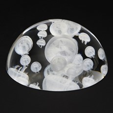 Crystal Dome - Moon Jellyfish
