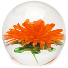 Medium Paperweight - Chrysanthemum Orange Glow