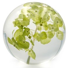 Floraculture Paperweight - Chartreuse Hydrangea