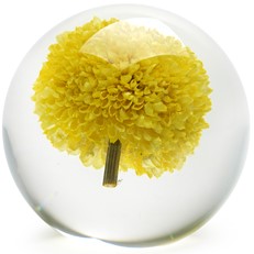 Floraculture Paperweight - Yellow Pom Pom