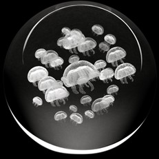 Crystal Paperweight - Moon Jellyfish