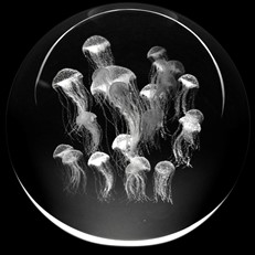 Crystal Paperweight - Sea Nettle Jellyfish