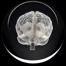 Crystal Paperweight - Human Brain