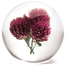 FloraCulture Paperweight - Globe Amaranth
