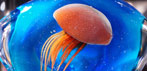 Gallery Jellyfish Aquarium