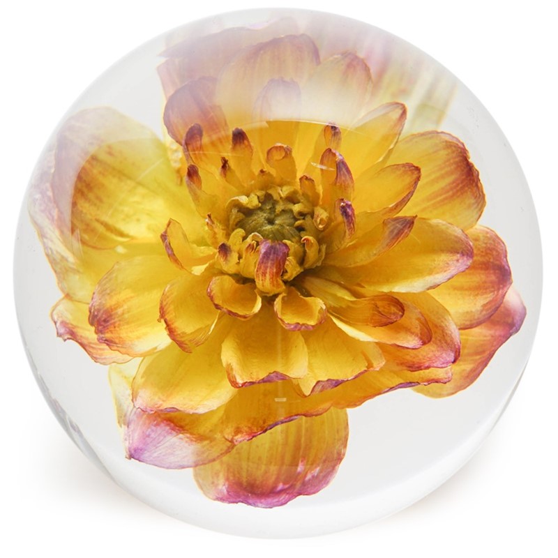 FloraCulture Paperweight - Yellow Dahlia