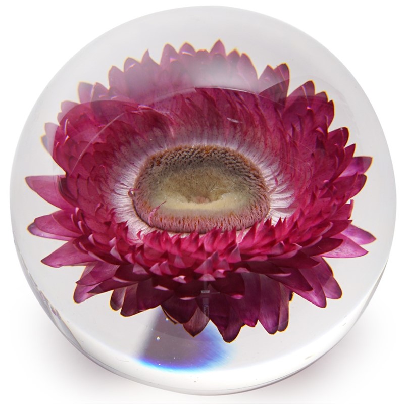 Floraculture Paperweight - Chrysanthemum 6680CMM