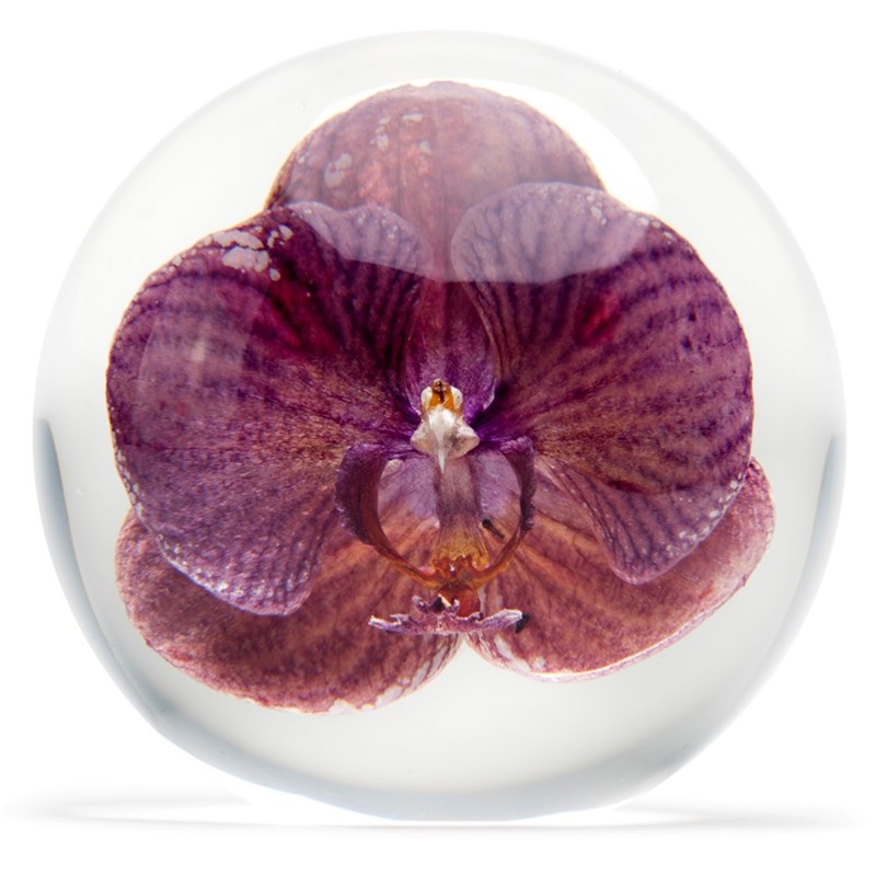 FloraCulture Paperweight - Purple Orchid 6680OPR