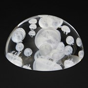 Crystal Dome - Moon Jellyfish 51204D View 2