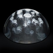 Crystal Dome - Sea Nettle Jellyfish 51205D View 2