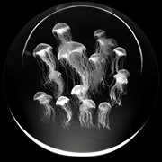 Crystal Paperweight - Sea Nettle Jellyfish 51401SJY View 2
