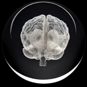 Crystal Paperweight - Human Brain 51409BN View 2