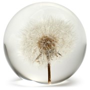 FloraCulture Paperweight - Dandelion 6670DA View 2
