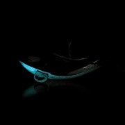 Orca Whale Glow 25060 View 3