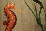 Gallery Mega Seahorse - Amber 25322 View 3