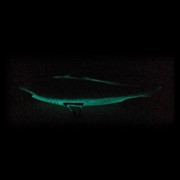 Black Tip Shark 25404 View 3