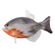 Baby Red Belly Piranha 25020 View 3