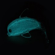 Dolphie - Aqua Glow 72103AQ View 3