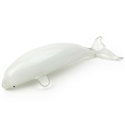 Beluga Whale Glow 25447 View 3