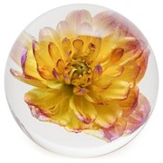 FloraCulture Paperweight - Yellow Dahlia 6680DHY View 3