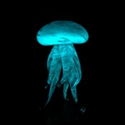 Standing Jellyfish - Blue Gold Glow 25463BG View 3