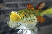 Gallery Large Mouth Bass 25301 View 4