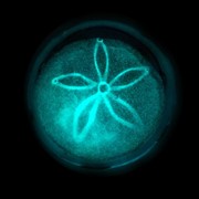 Sand Dollar - Pink Glow 72104P View 4