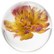 FloraCulture Paperweight - Yellow Dahlia 6680DHY View 4