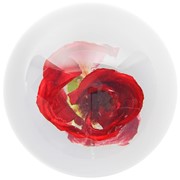 FloraCulture Paperweight - Red Rose 6680RSR View 4