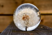 FloraCulture Paperweight - Dandelion 6670DA View 4
