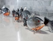 Red Belly Piranha 25019 View 5