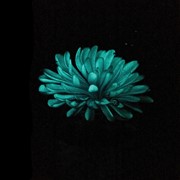 Medium Paperweight - Chrysanthemum Purple Glow 86124PR View 5