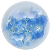 FloraCulture Paperweight - Hydrangea 6680HYD View 5