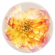 FloraCulture Paperweight - Yellow Dahlia 6680DHY View 5