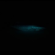 Blue Whale Glow 25454 View 6
