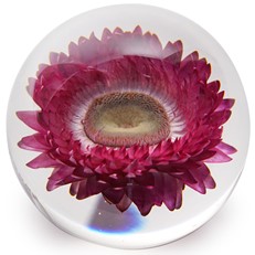 Floraculture Paperweight - Chrysanthemum