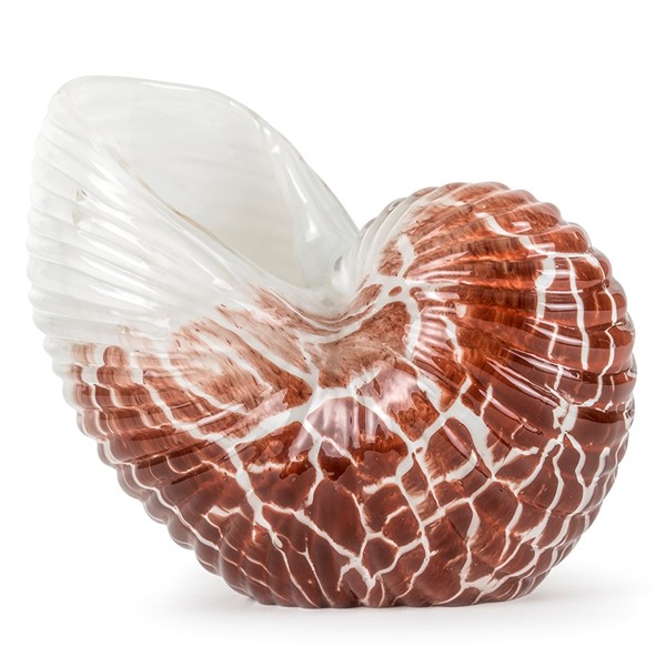 Nautilus Shell